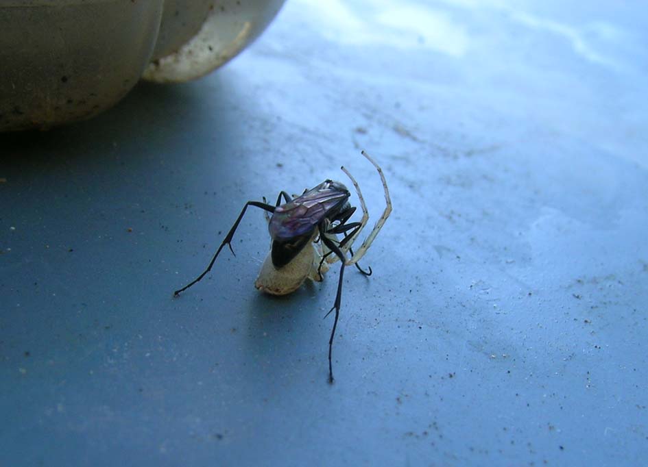 Un tipo dai modi spicci (Pompilidae con ragno)
